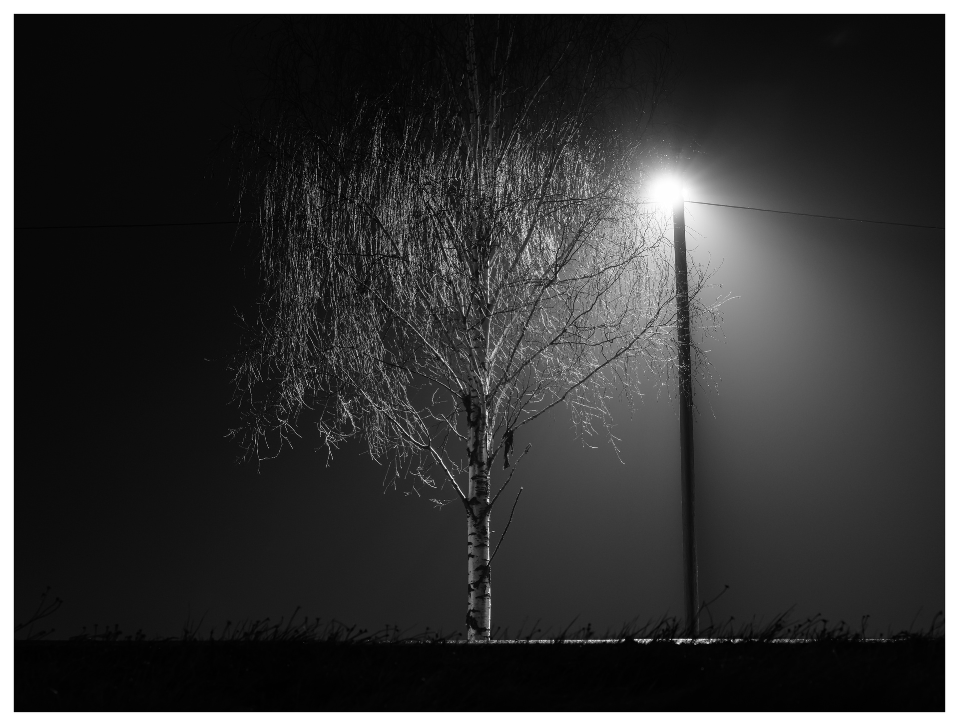 A birch tree illuminated by a streetlamp at night, its branches glowing in the fog. A quiet roadside scene with dramatic contrast and soft shadows.