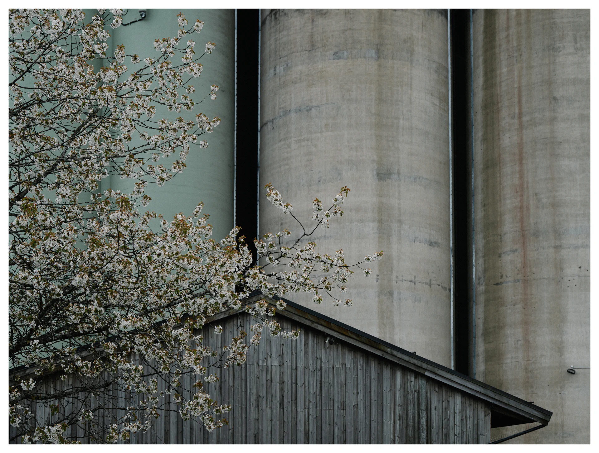 Cherry blossoms beside weathered industrial silos and wooden structures, contrasting soft spring growth with concrete surfaces and industrial forms.