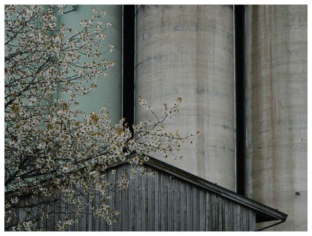 Cherry blossoms beside weathered industrial silos and wooden structures, contrasting soft spring growth with concrete surfaces and industrial forms.