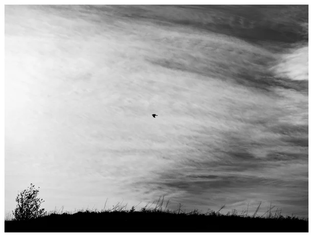 Black-and-white photograph of a lone bird flying above a dark hillside beneath dramatic layered clouds and textured sky.