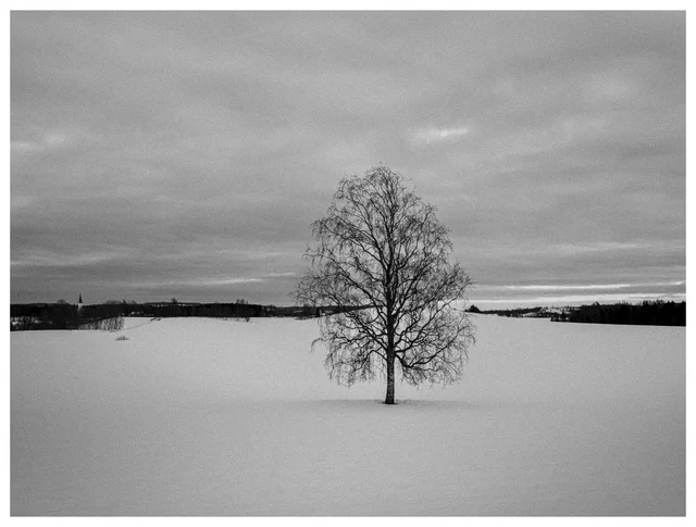 Solitary tree standing in an open snow-covered field beneath an overcast winter sky, with a distant village on the horizon, photographed in black and white.