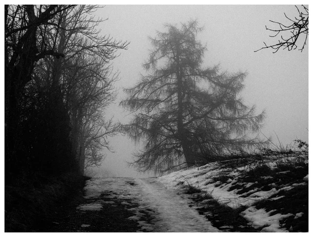 Black and white photograph of a snowy forest path disappearing into dense fog, with a solitary leafless tree standing ahead in the misty winter landscape.