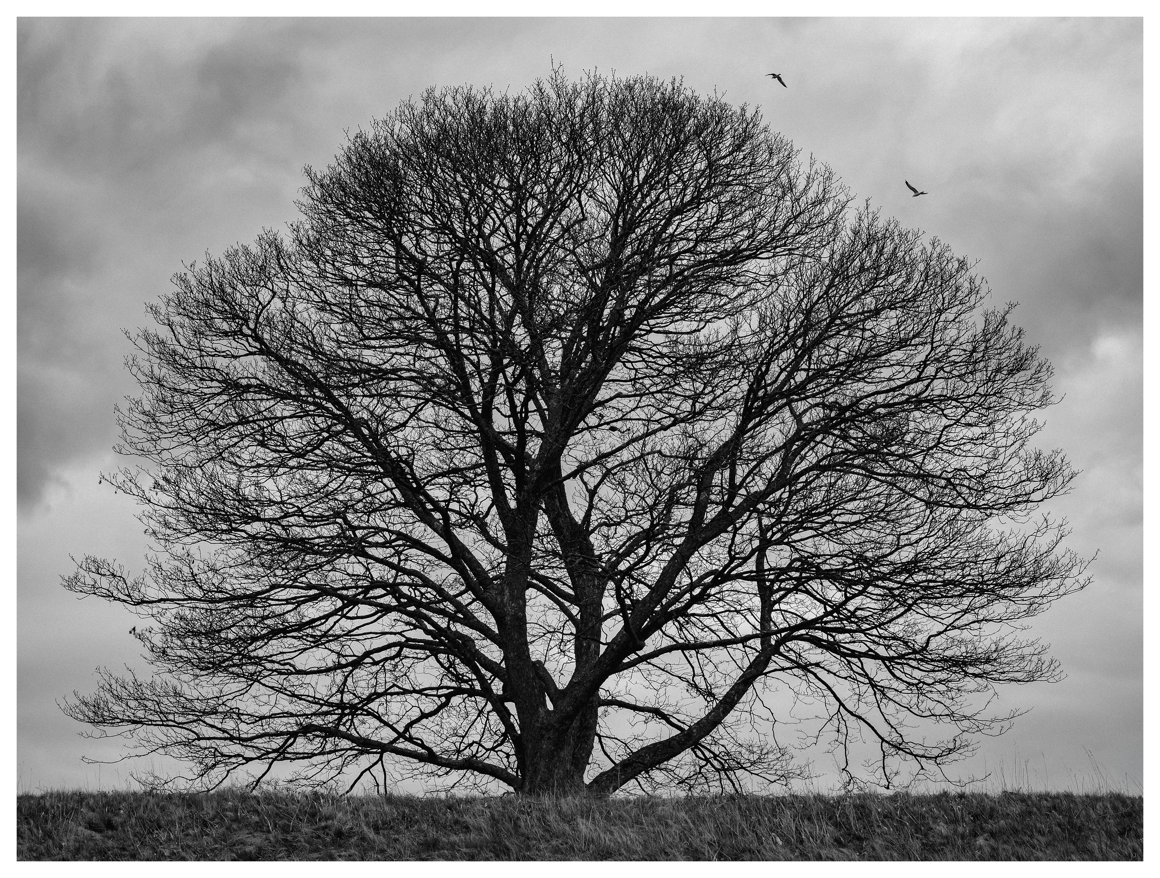 Black and white landscape of a solitary leafless tree on a hill under cloudy sky with birds in flight.