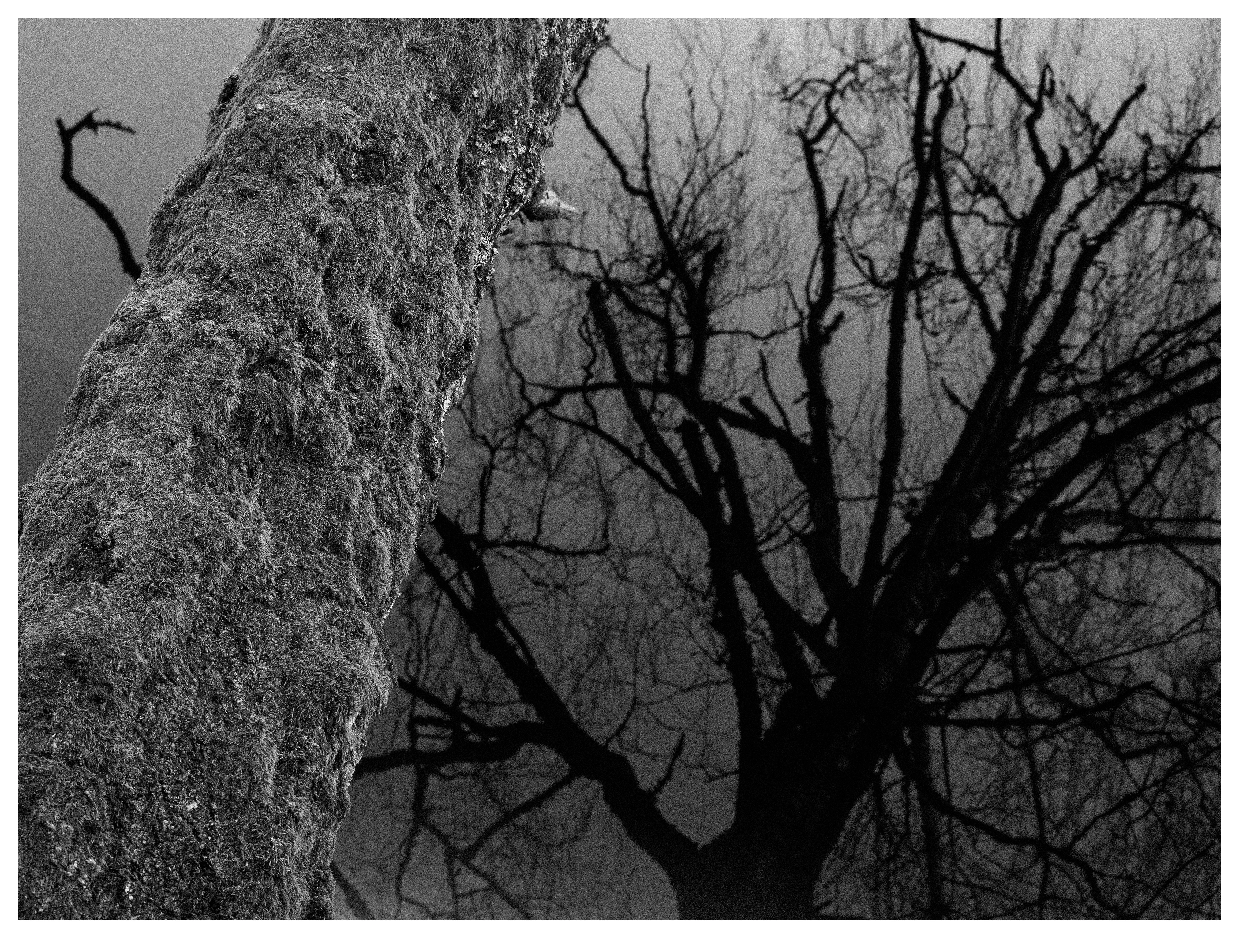 Black and white photo of a textured tree trunk beside dark reflections of bare branches in a river.
