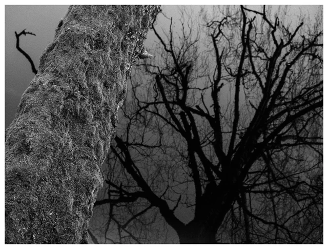 Black and white photo of a textured tree trunk beside dark reflections of bare branches in a river.