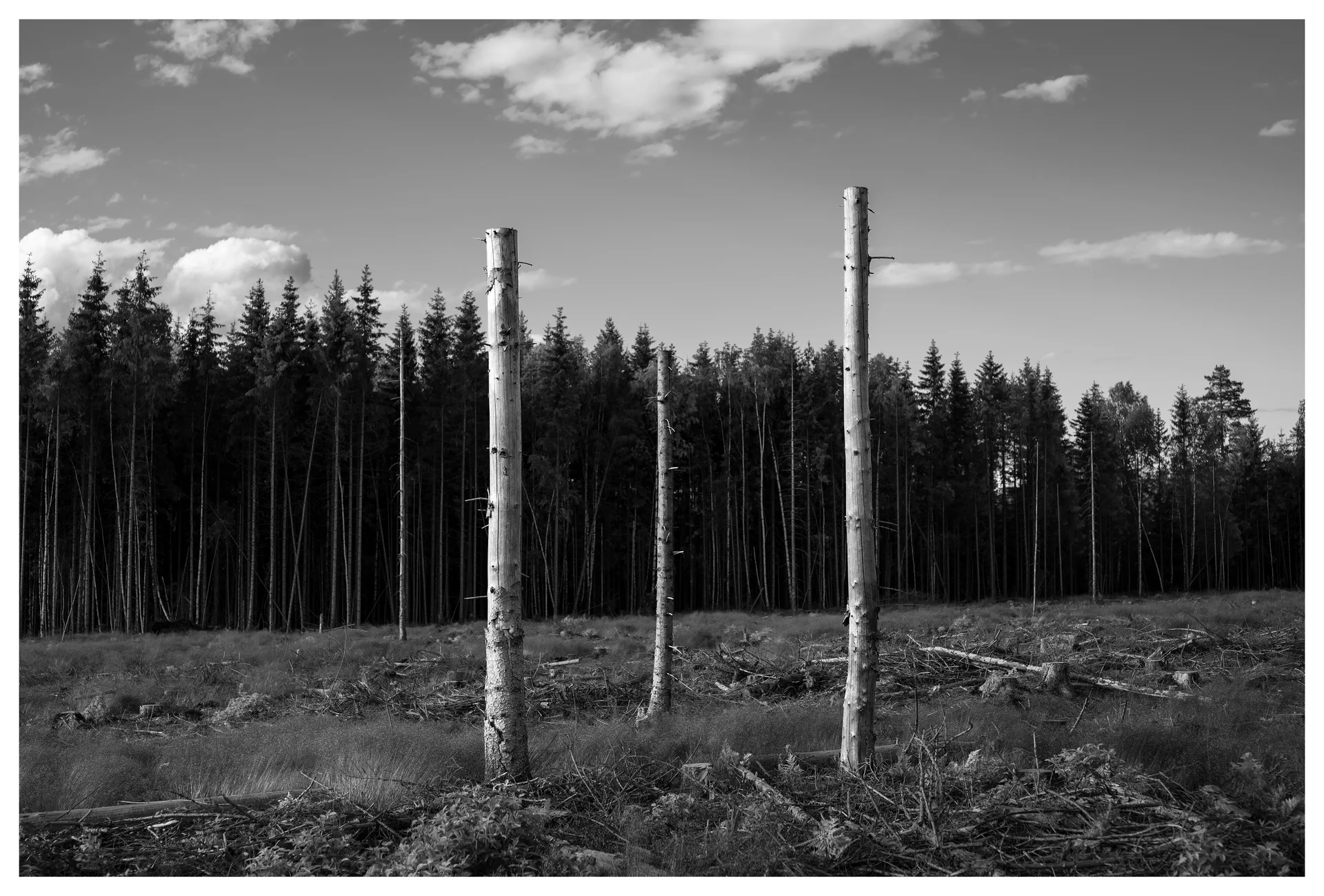 Deforestation silence