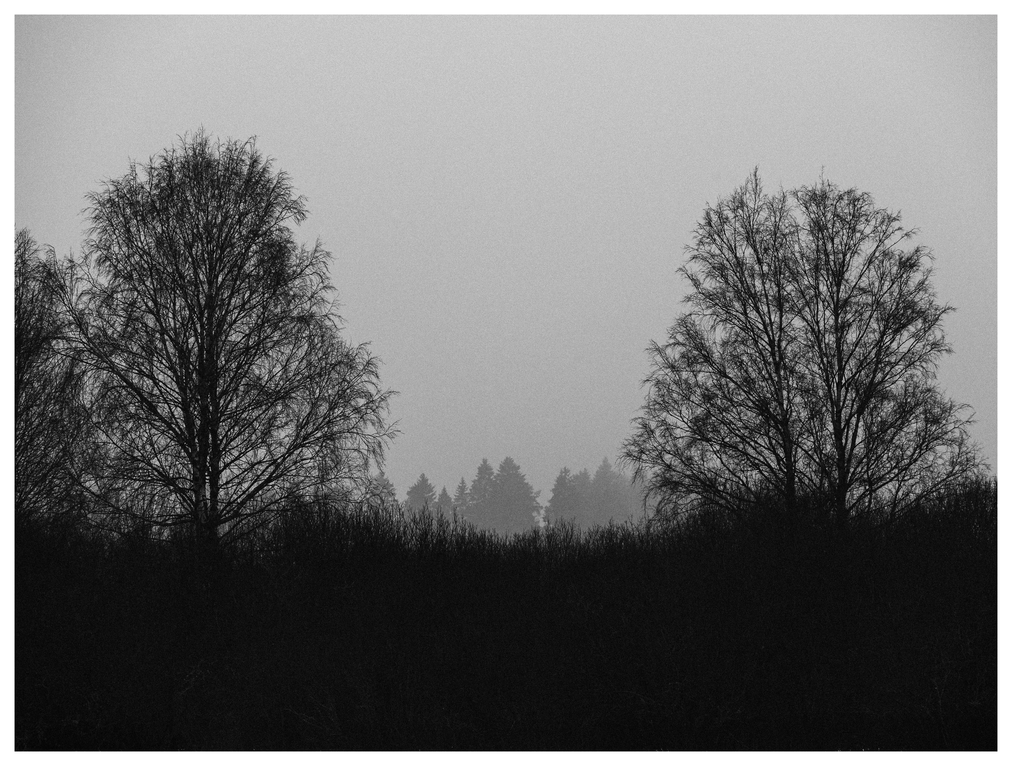Two bare trees standing apart in a foggy field, dark silhouettes against a pale grey sky with a distant forest fading into mist.