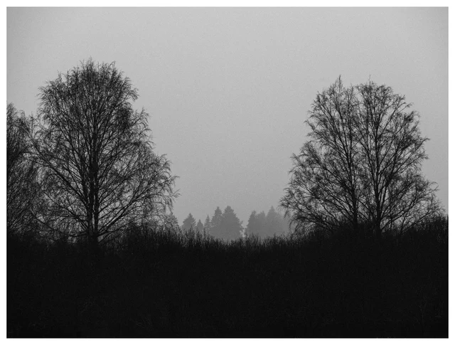 Two bare trees standing apart in a foggy field, dark silhouettes against a pale grey sky with a distant forest fading into mist.
