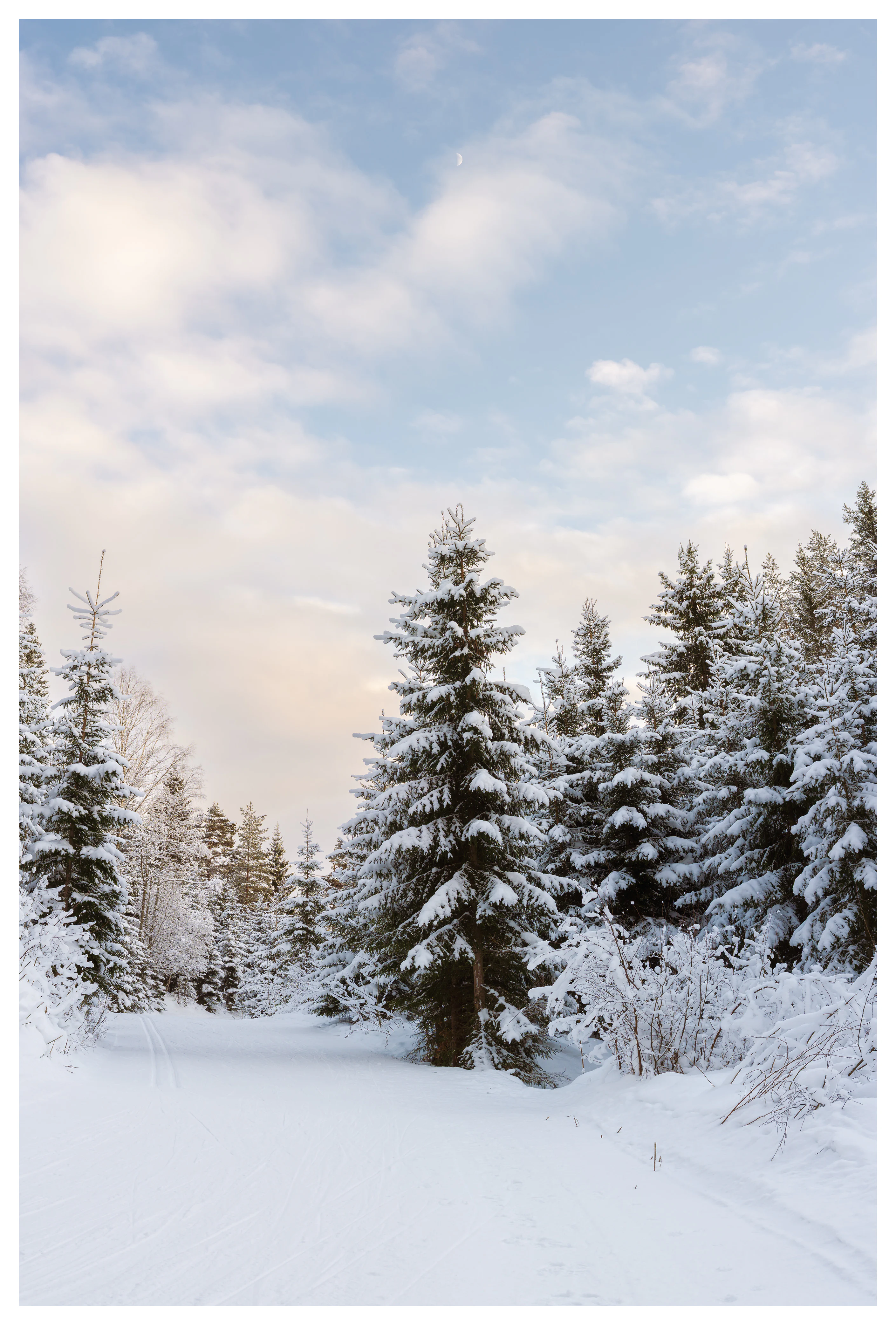 Snow-covered forest path with ski tracks leading through winter trees under a pale half moon and soft morning light.