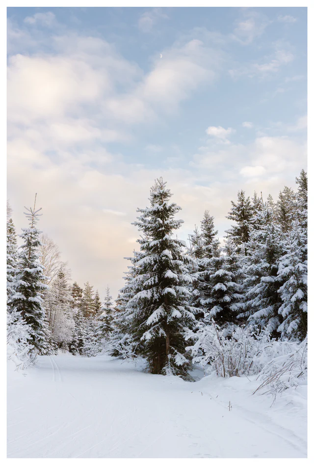 Snow-covered forest path with ski tracks leading through winter trees under a pale half moon and soft morning light.