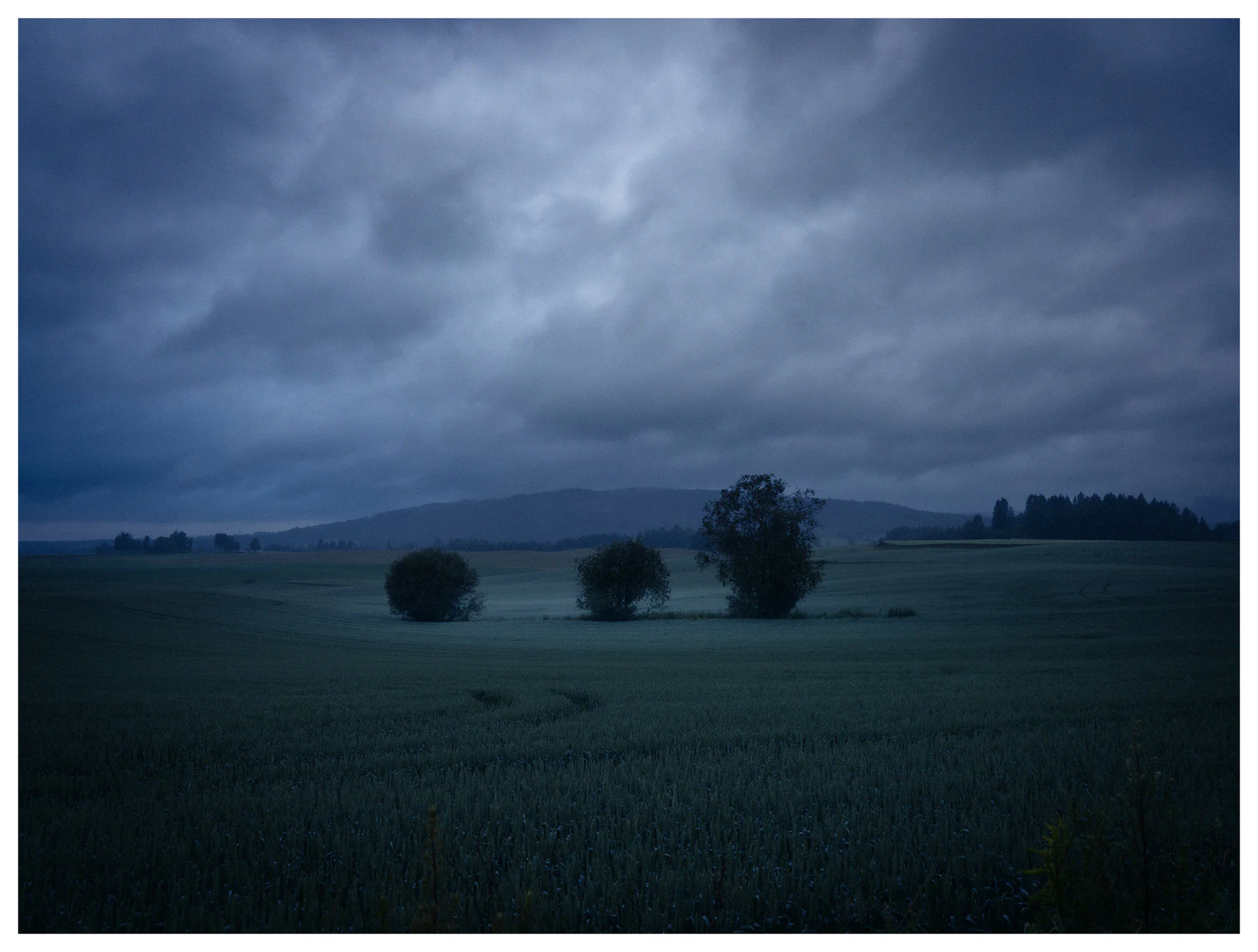 Blue-hour landscape with three trees standing in open fields beneath heavy clouds before sunrise, creating a quiet and atmospheric rural scene.
