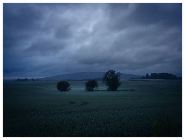 Blue-hour landscape with three trees standing in open fields beneath heavy clouds before sunrise, creating a quiet and atmospheric rural scene.