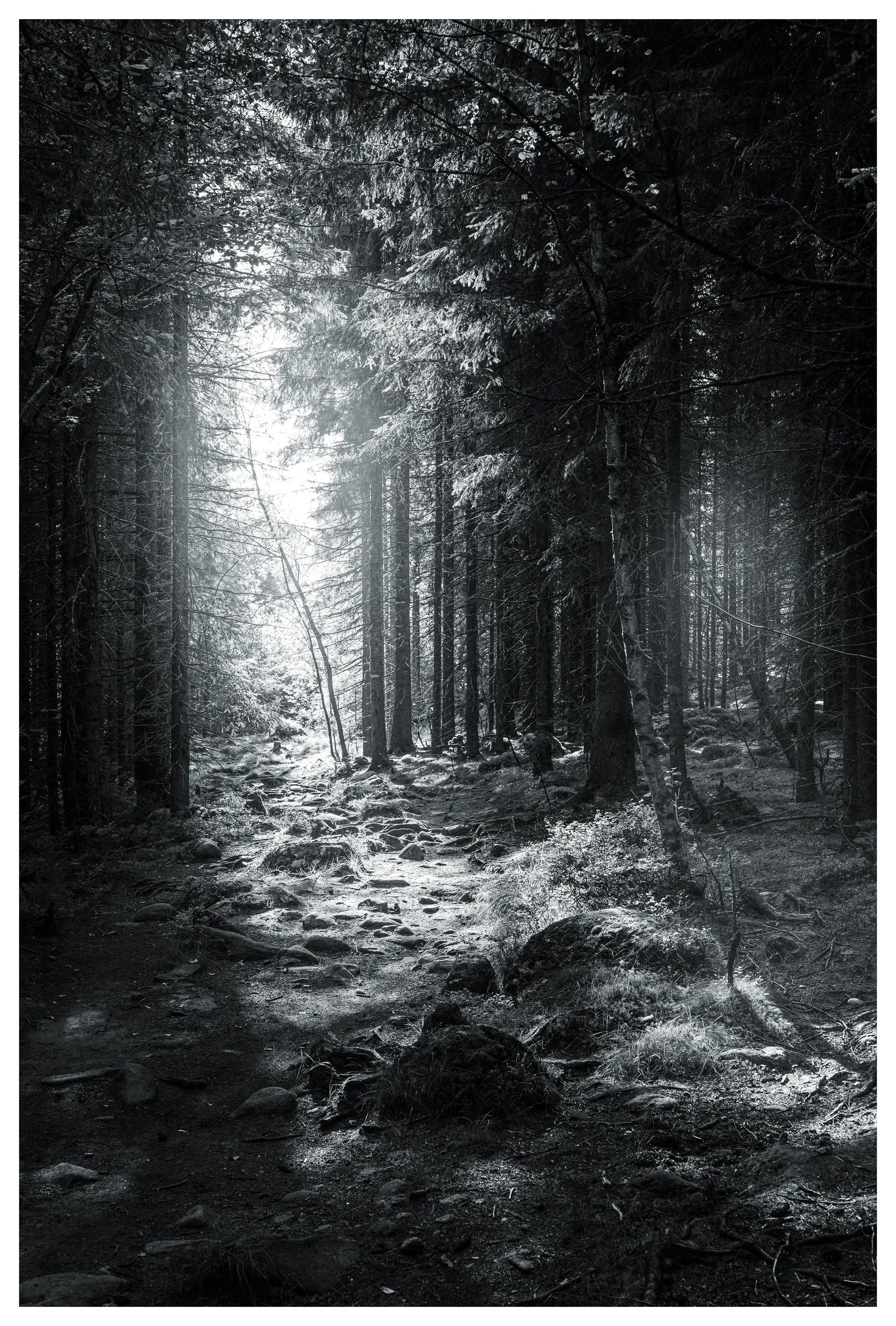 Light breaking through the forest canopy