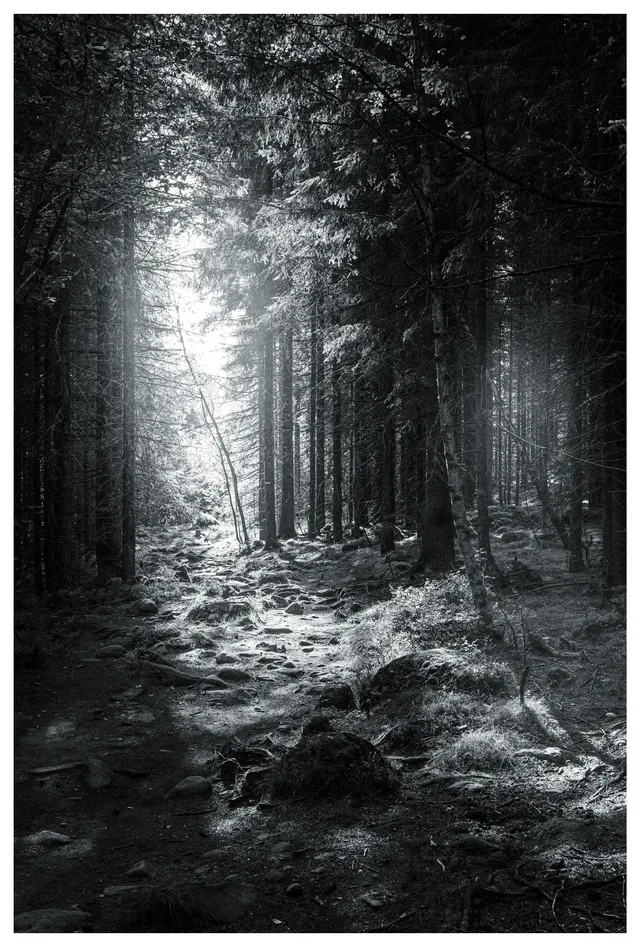 Light breaking through the forest canopy