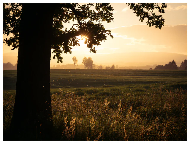 Golden evening sunlight shining through an oak tree over a rural field, with illuminated grasses and insects drifting in the warm air.