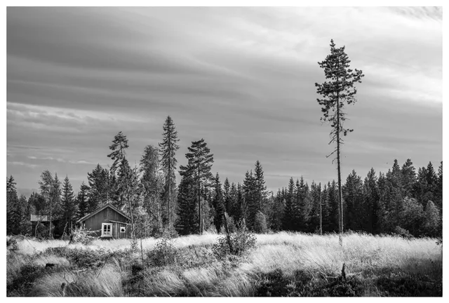 Lonely cabin in the forest