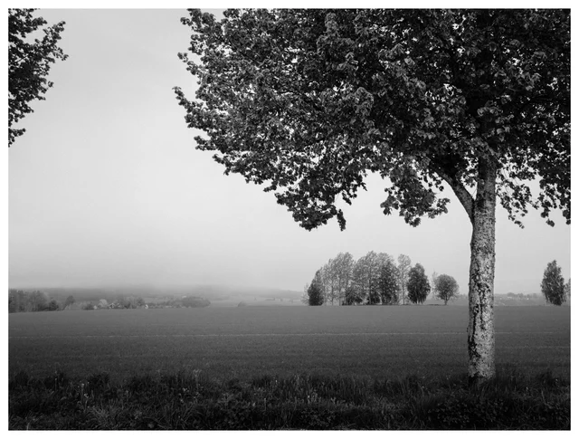 Black-and-white landscape photograph of an open field with a large foreground tree and distant trees fading into soft haze in the Norwegian countryside.