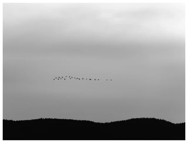 Black-and-white minimalist landscape photograph of a flock of birds flying across a cloudy sky above dark forested hills.