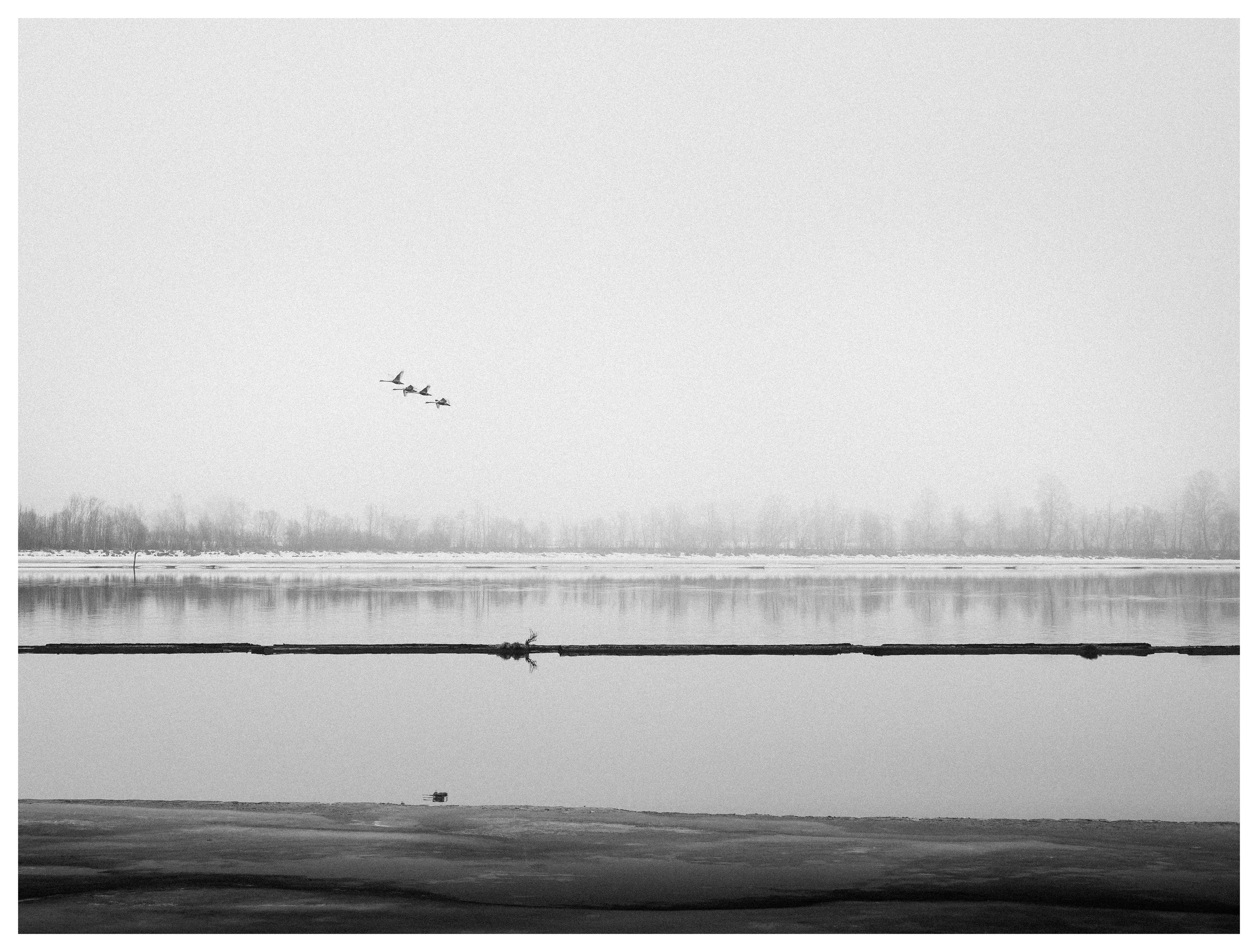 Minimalist black and white landscape photography of Fetsund Lenser in winter, featuring a flock of birds flying over a calm, misty river with a prominent dark horizontal timber boom and snow-covered banks.
