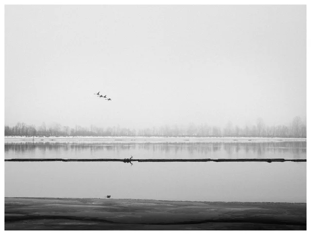 Minimalist black and white landscape photography of Fetsund Lenser in winter, featuring a flock of birds flying over a calm, misty river with a prominent dark horizontal timber boom and snow-covered banks.