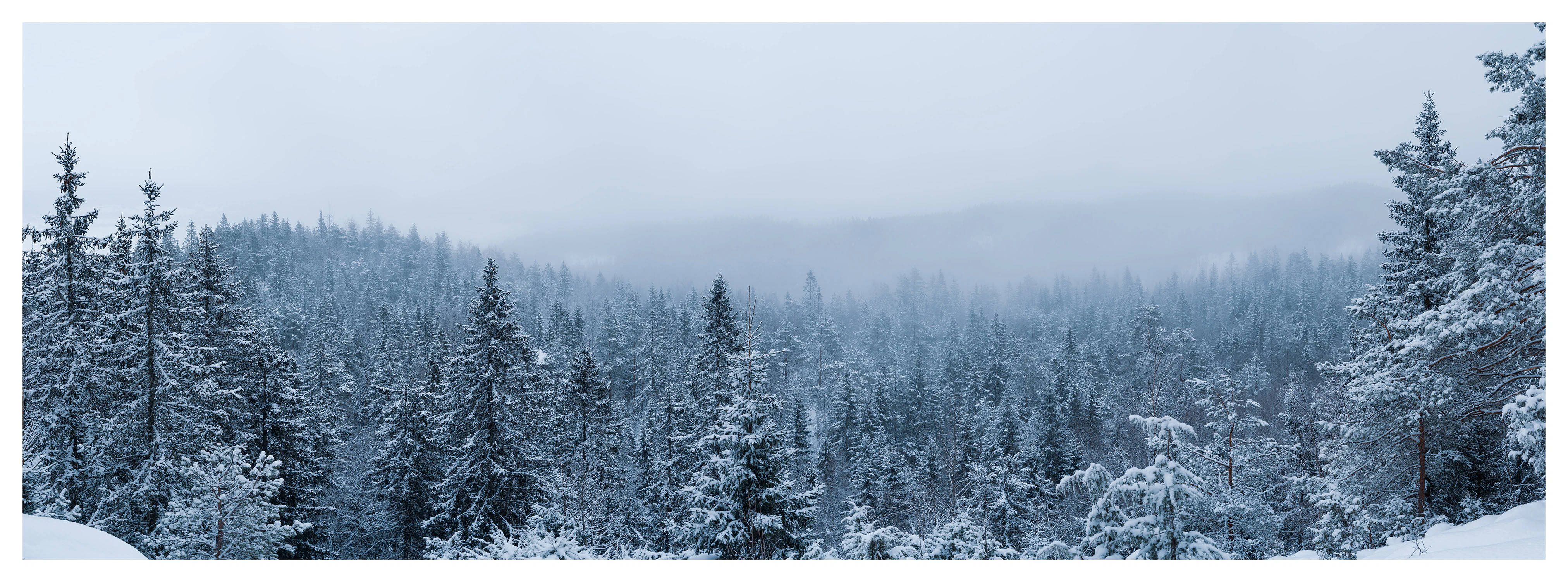 Foggy winter forest with snow-covered trees beneath a pale sky, with a small communication tower partially hidden among the treetops.