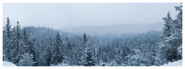 Foggy winter forest with snow-covered trees beneath a pale sky, with a small communication tower partially hidden among the treetops.