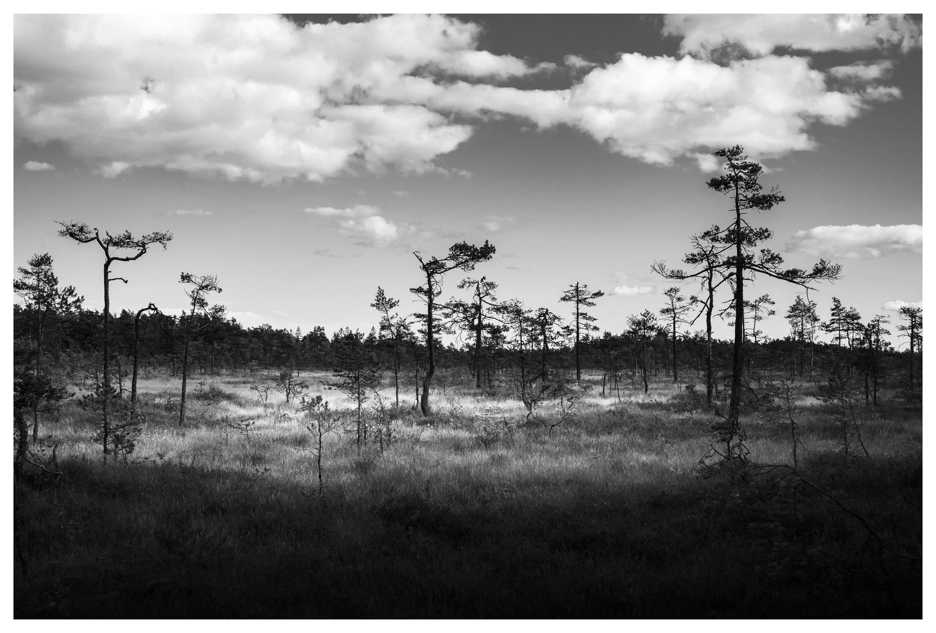 Silent marsh