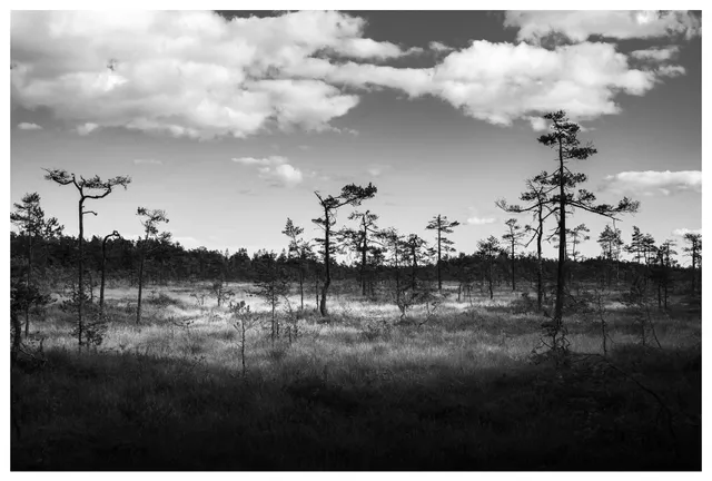 Silent marsh