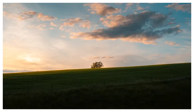 Solitary tree