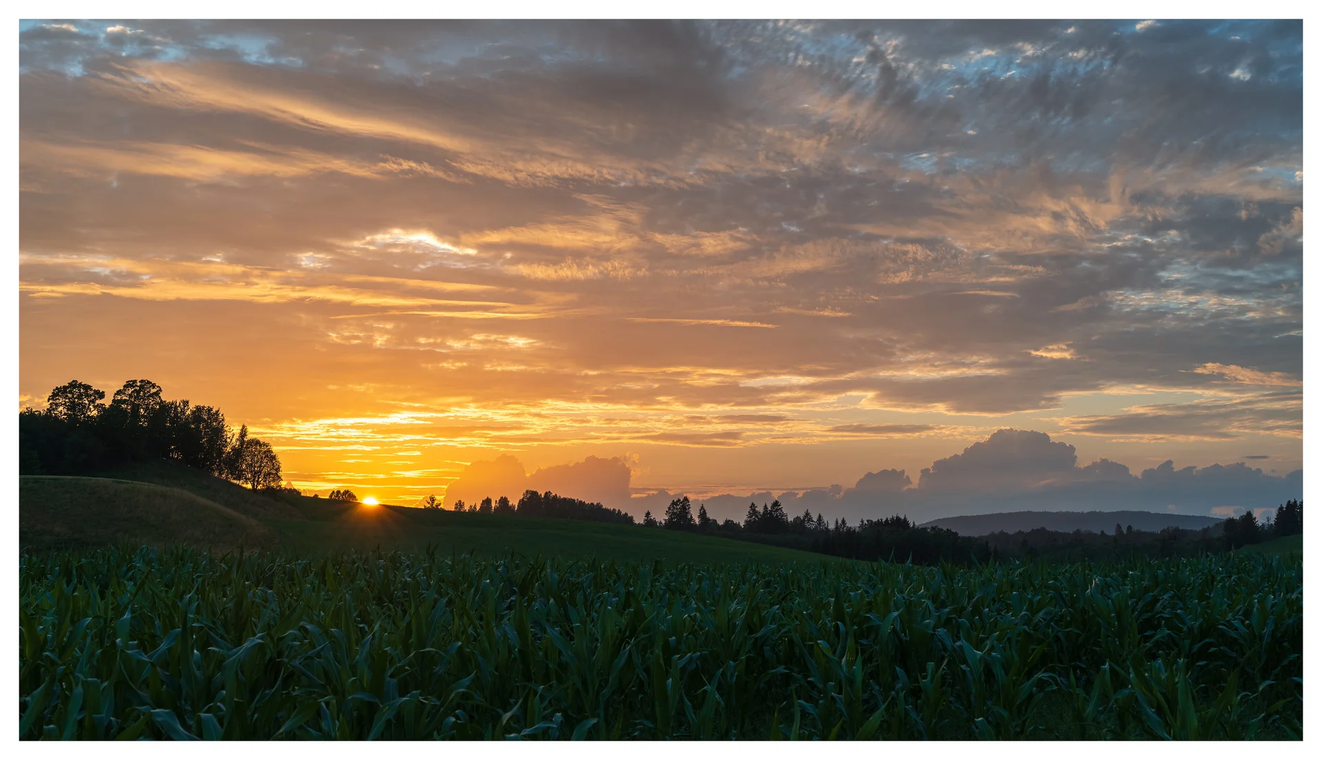 Summer sunset over the field