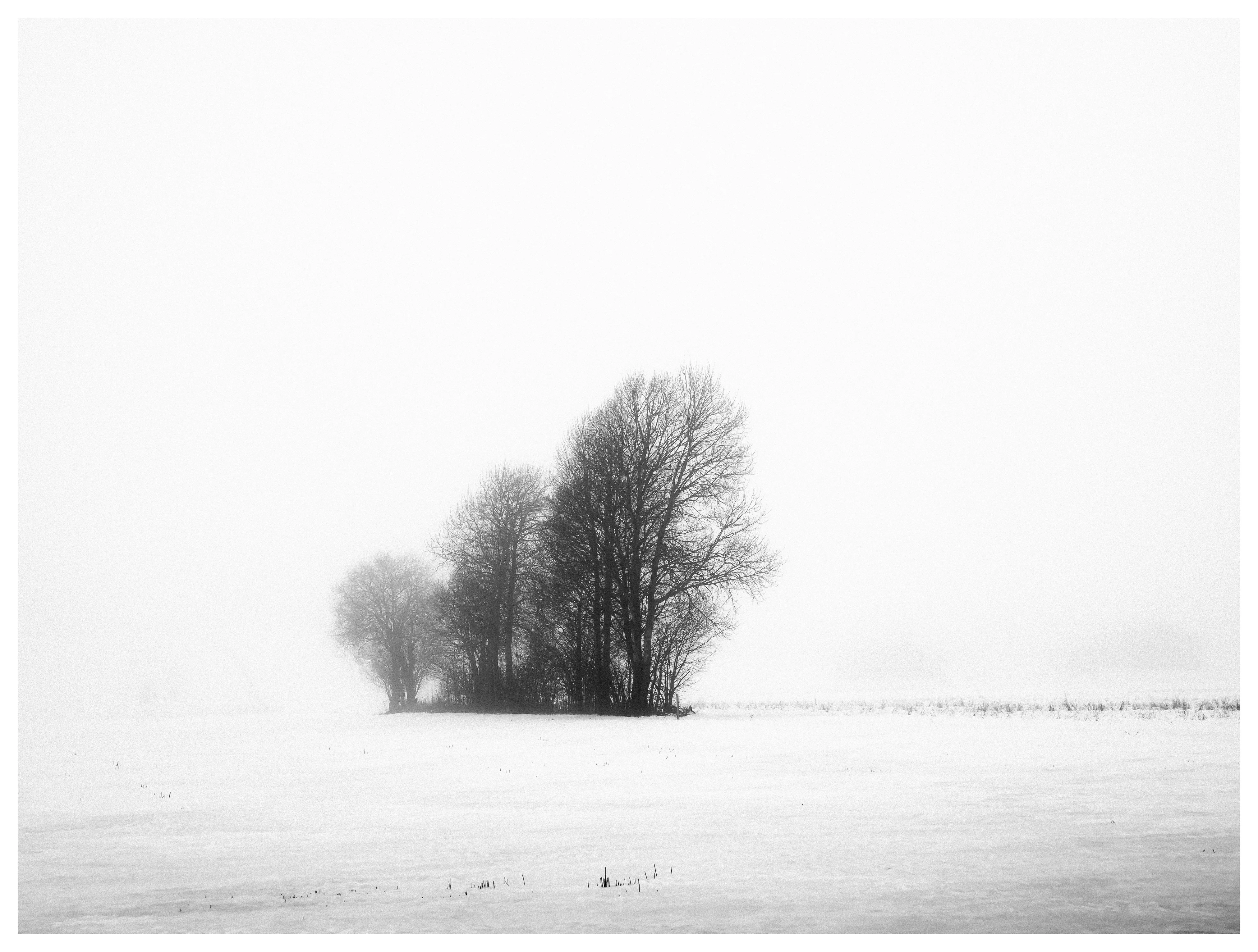 Minimalist black and white landscape showing a small cluster of leafless trees standing isolated in a snowy field covered in dense winter fog.
