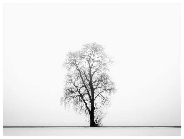 Fine art black and white photograph of a solitary leafless tree standing alone in an open snow-covered field in soft fog.