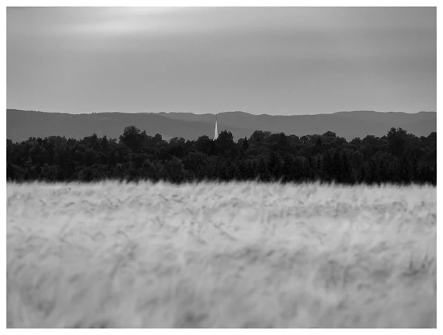 Black and white landscape with a distant white church spire rising above a tree line beyond a blurred grain field.