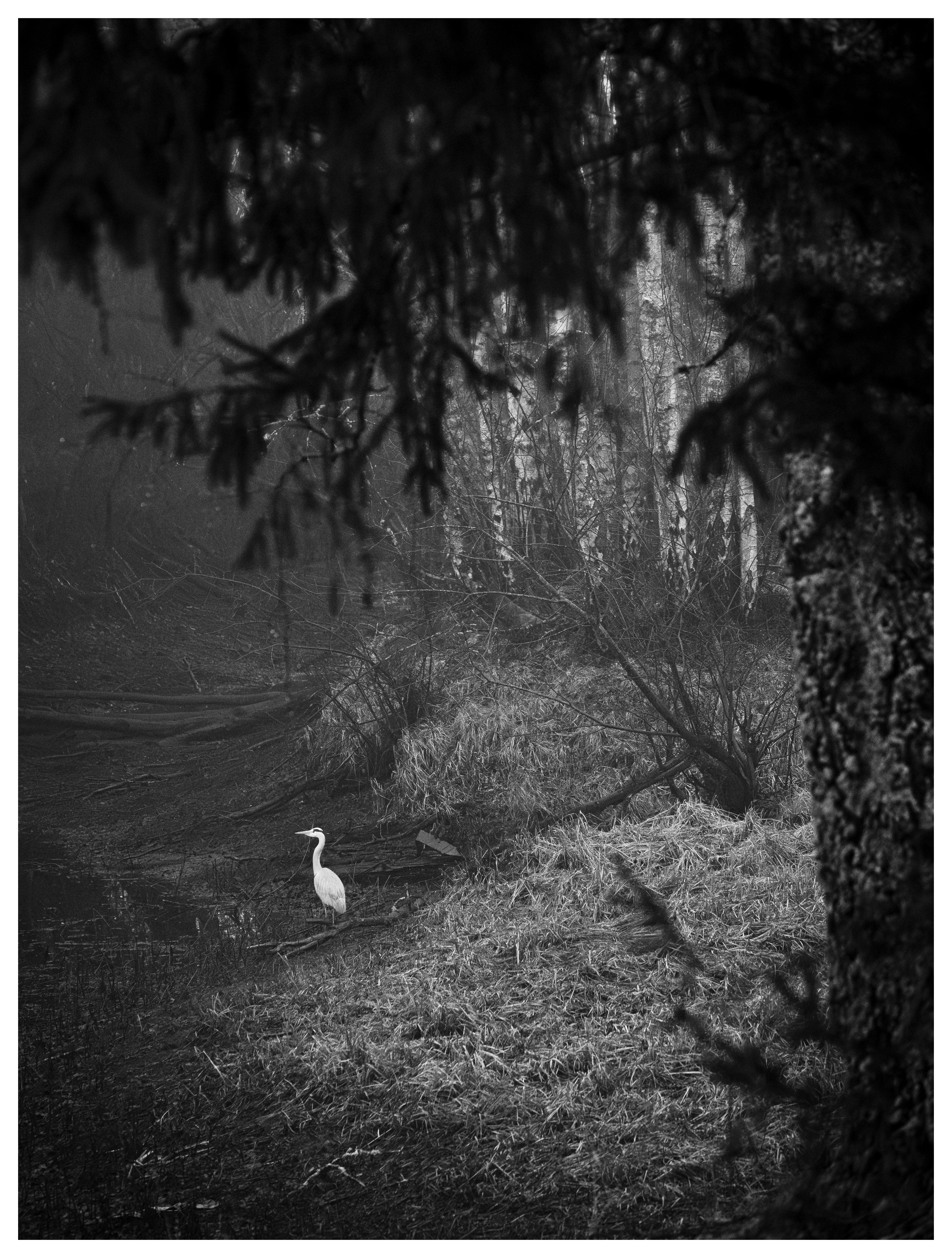 White heron standing in a misty forest, framed by dark tree branches, black and white photo.