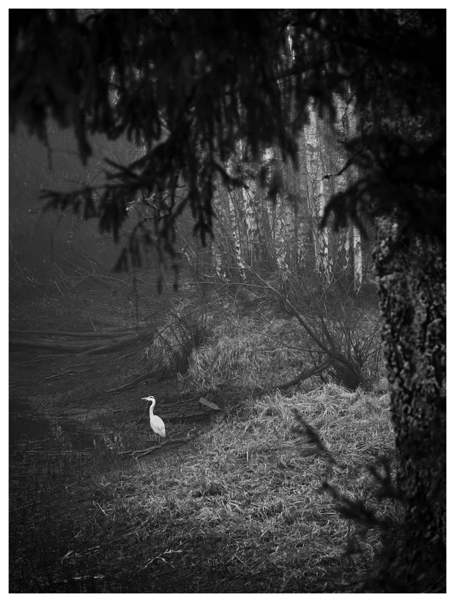 White heron standing in a misty forest, framed by dark tree branches, black and white photo.