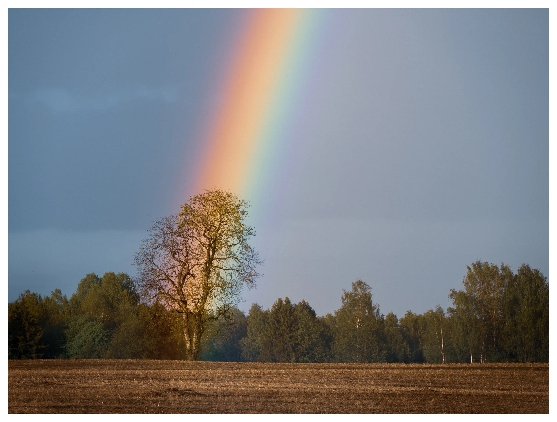 Rainbow descending onto a lone tree beside an open field after rain, with dark storm clouds and evening light in the Norwegian countryside.