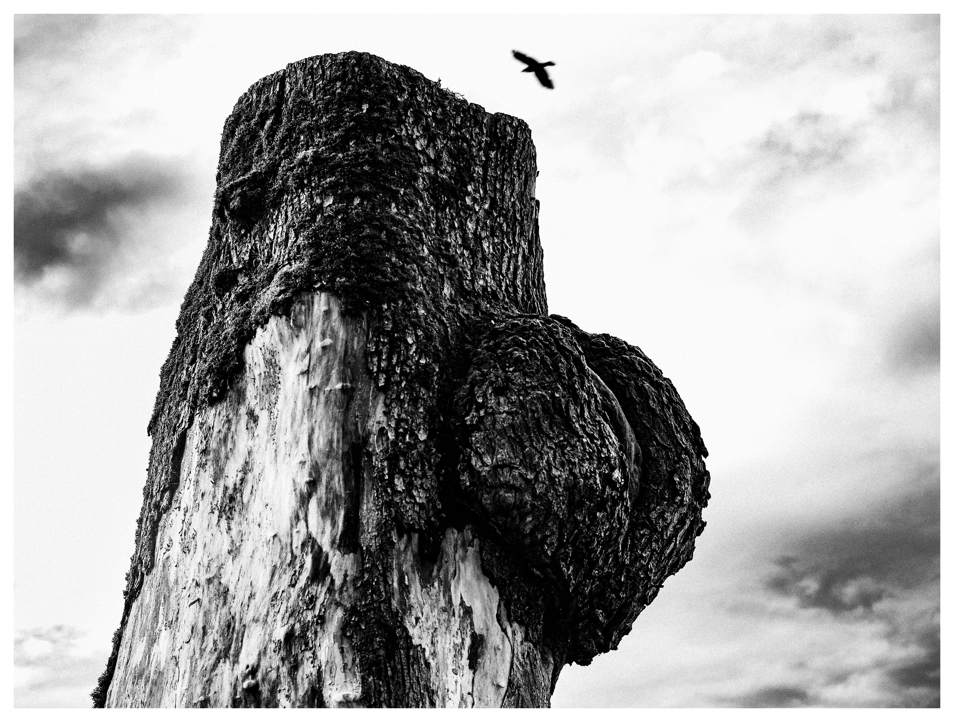 Black and white photograph of a weathered tree trunk against the sky, with a bird flying overhead.