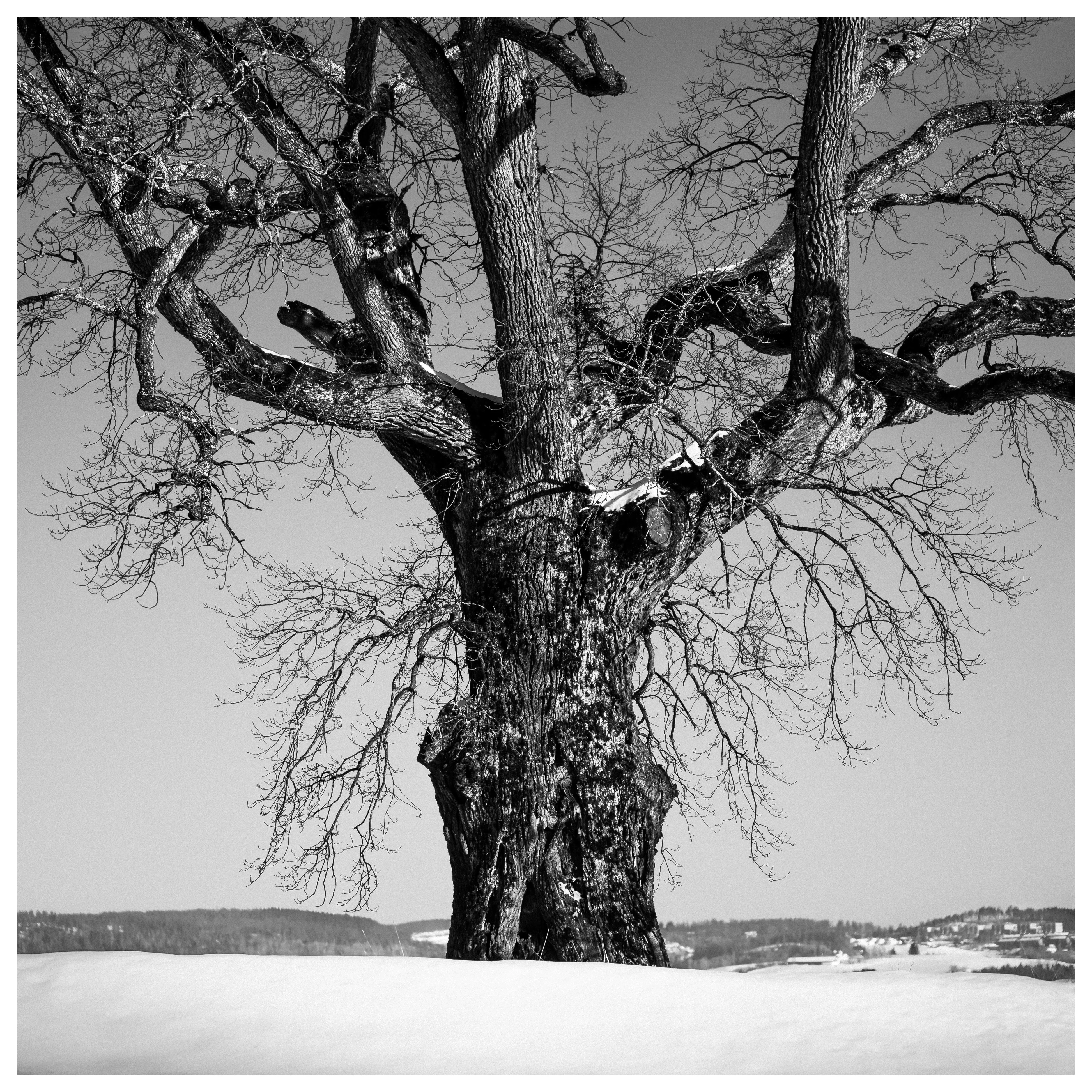 Black and white photograph of an old oak tree standing alone in a snowy winter landscape in rural Norway.