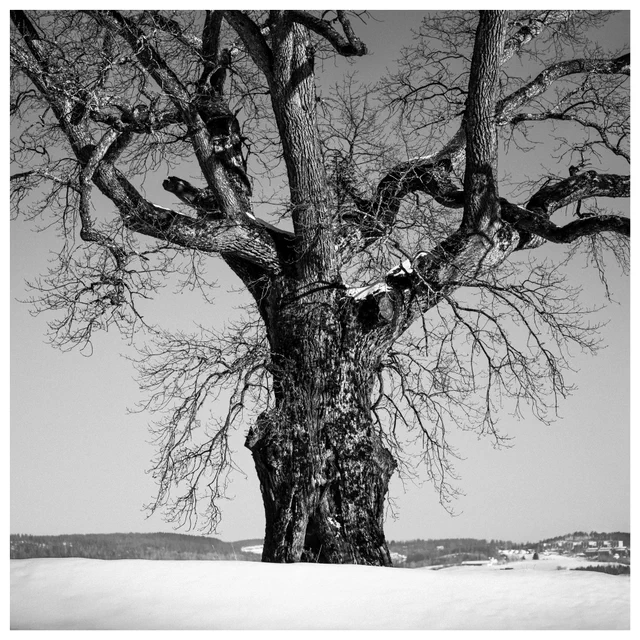 Black and white photograph of an old oak tree standing alone in a snowy winter landscape in rural Norway.