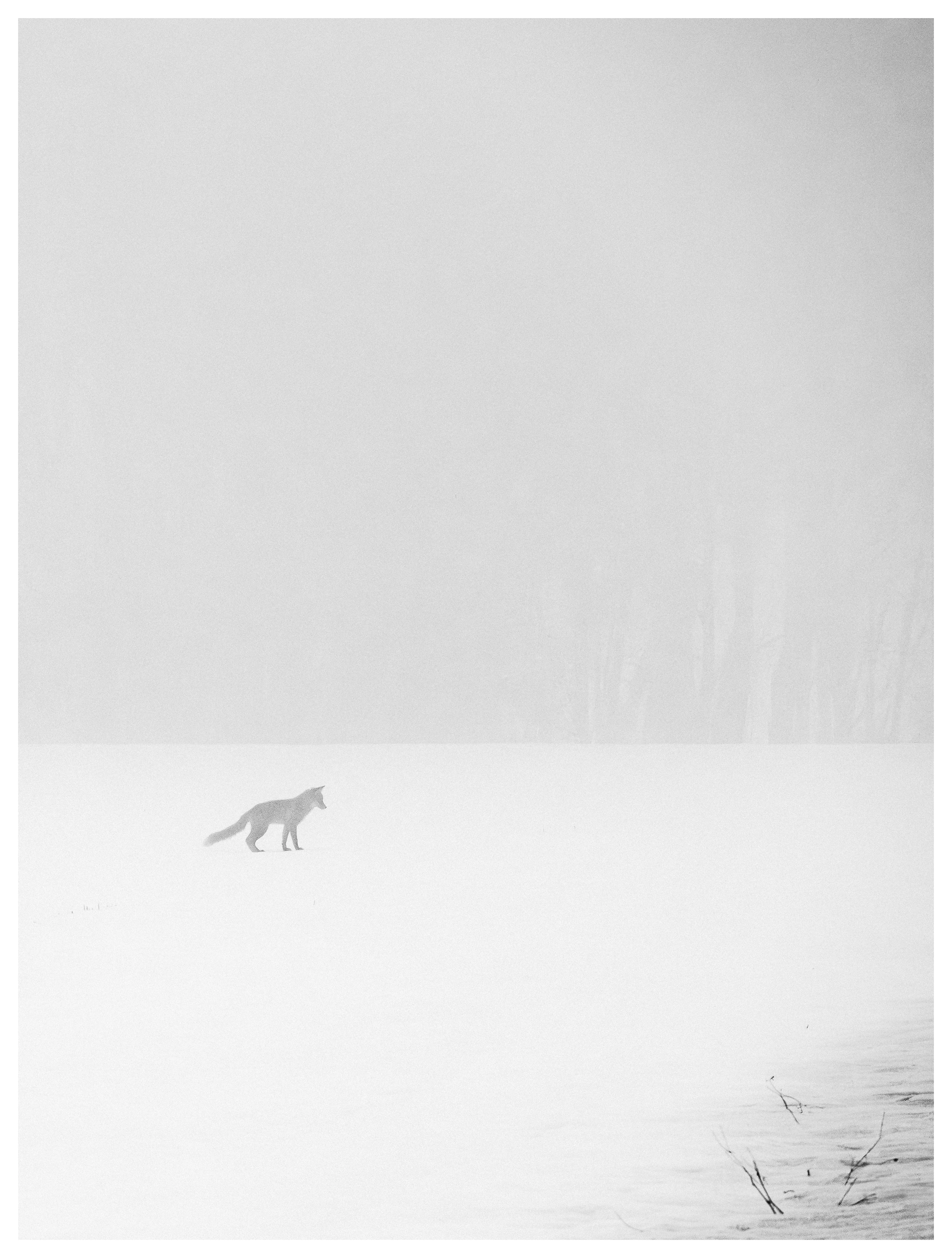 Red fox walking across a snowy field in dense winter fog with faint trees in the background.
