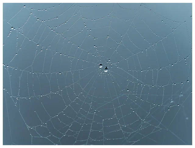 Close-up of a spider web covered in mist droplets, with two larger drops reflecting the surrounding landscape.