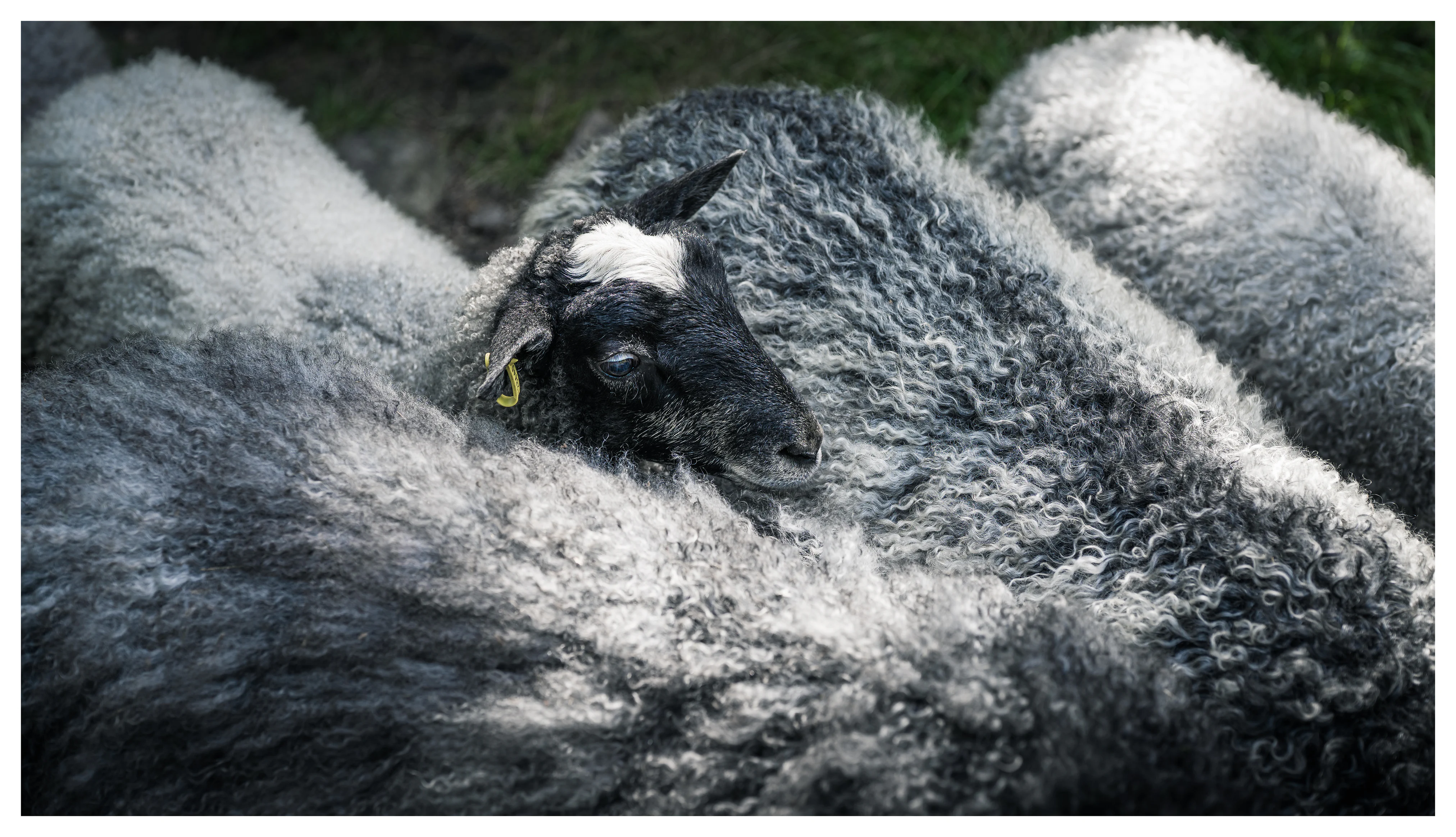 Nestled in the flock