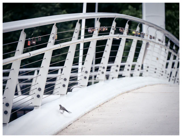 A small wagtail walking across a white pedestrian bridge lined with colorful love locks.