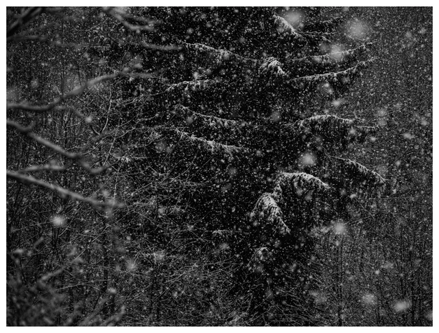 Snow falling through a dark forest with a snow-covered pine tree during a winter storm.