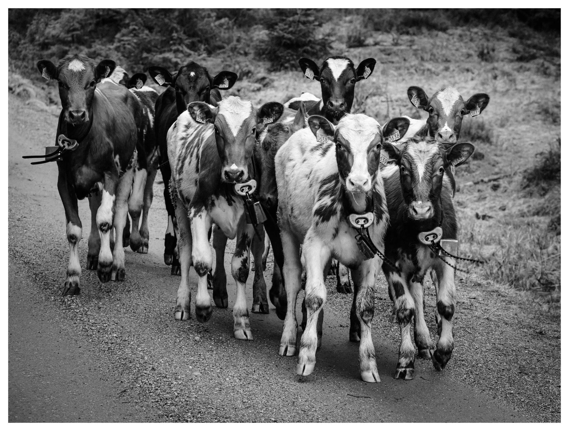 Group of curious young cows walking toward the camera on a rural gravel road in Norway, captured in black and white.
