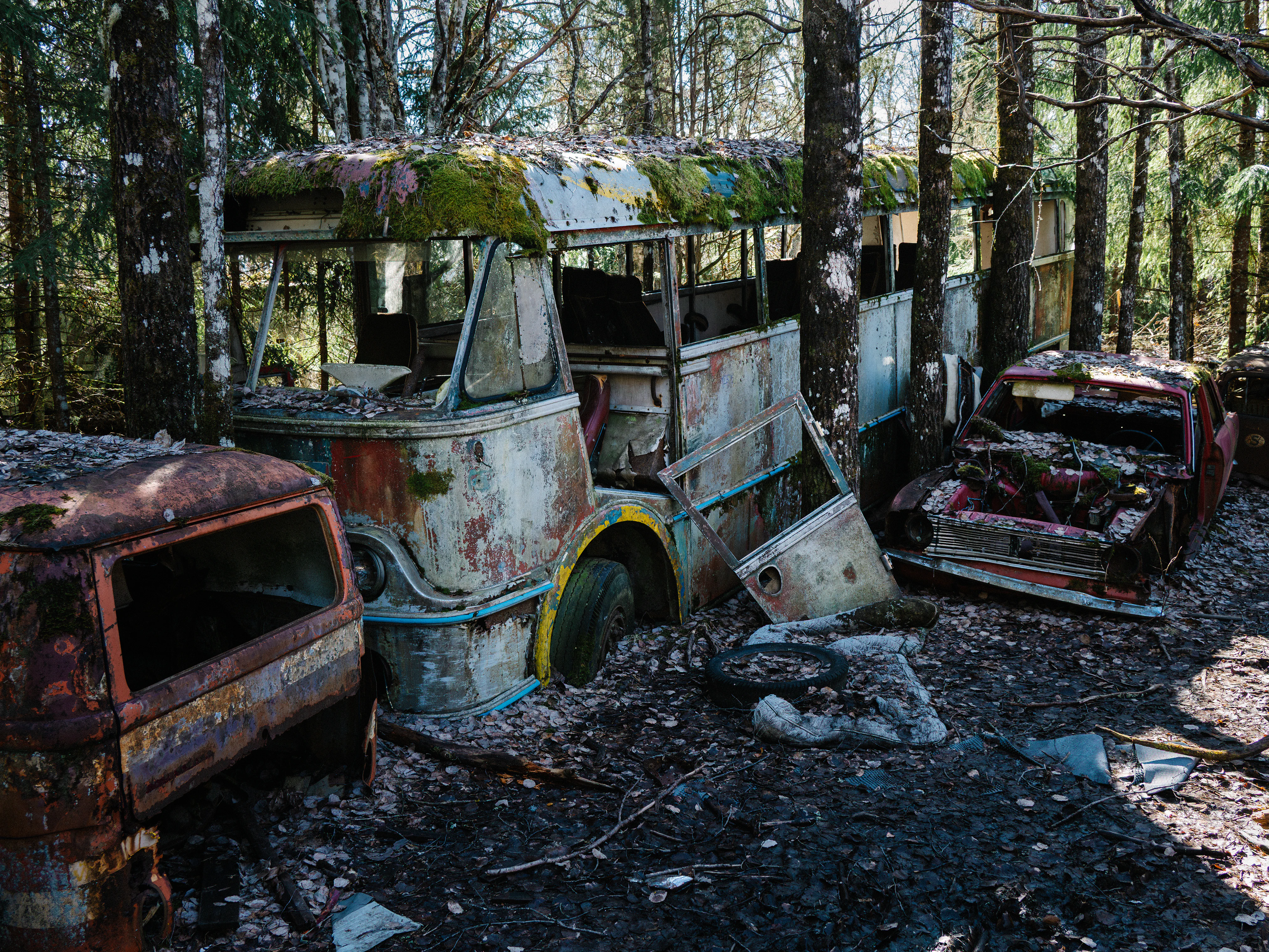Abandoned moss-covered bus at Båstnäs Car Graveyard in Sweden surrounded by rusting vintage cars in forest.