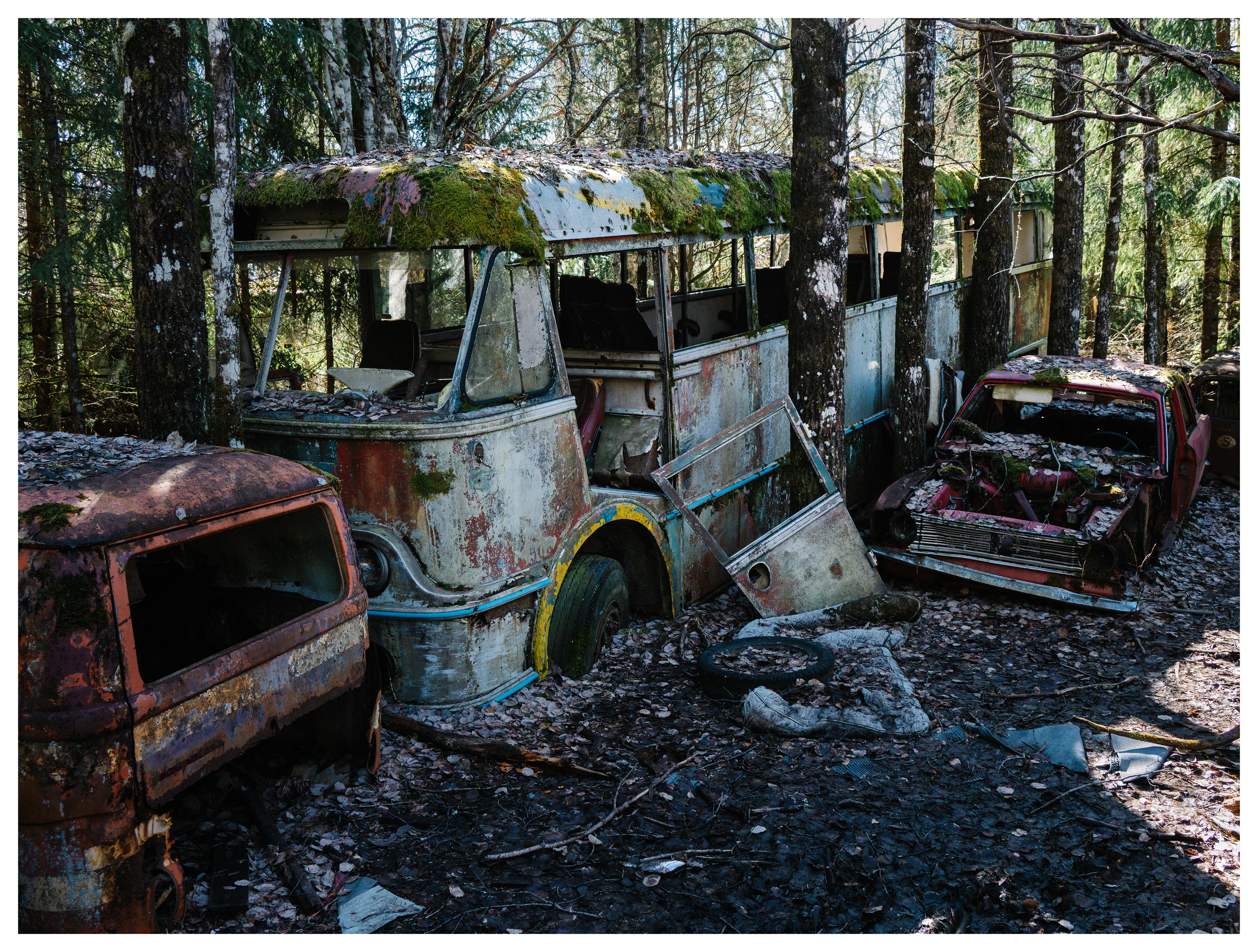 Abandoned moss-covered bus at Båstnäs Car Graveyard in Sweden surrounded by rusting vintage cars in forest
