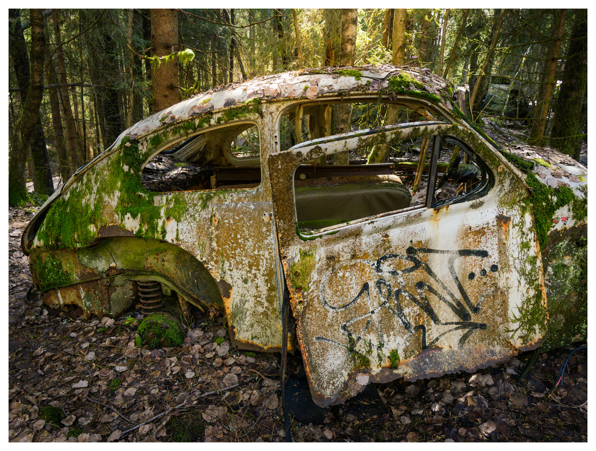 Abandoned vintage car covered in moss and graffiti in forest at Båstnäs Car Graveyard Sweden