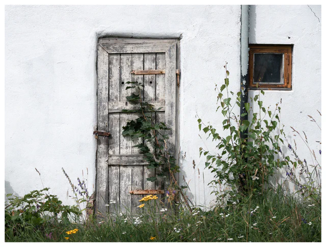 Weathered wooden door partially covered by green vegetation on the white wall of an abandoned building.