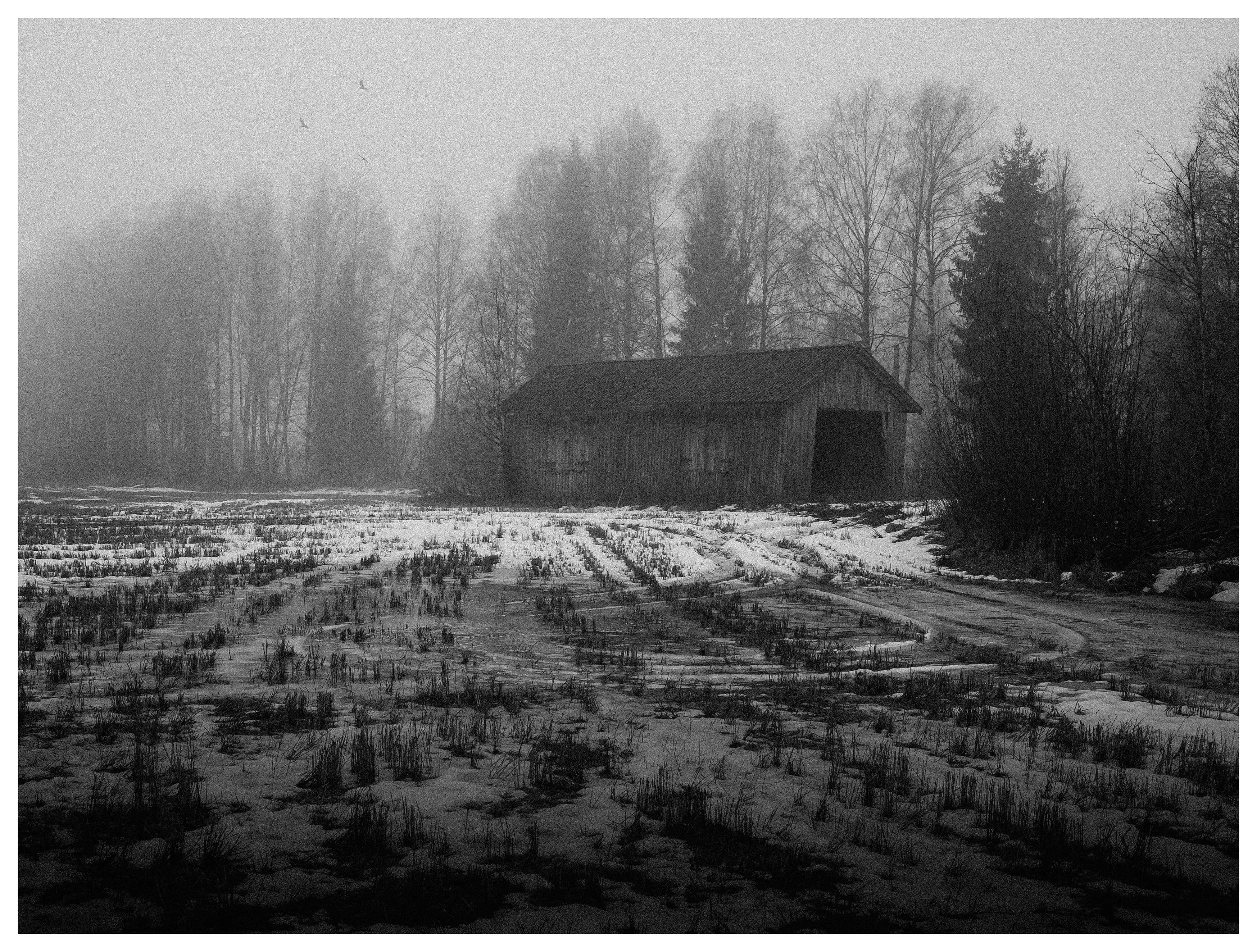 A weathered wooden barn stands beside a foggy winter field with melting snow and tire tracks leading toward the building, surrounded by bare trees fading into mist.